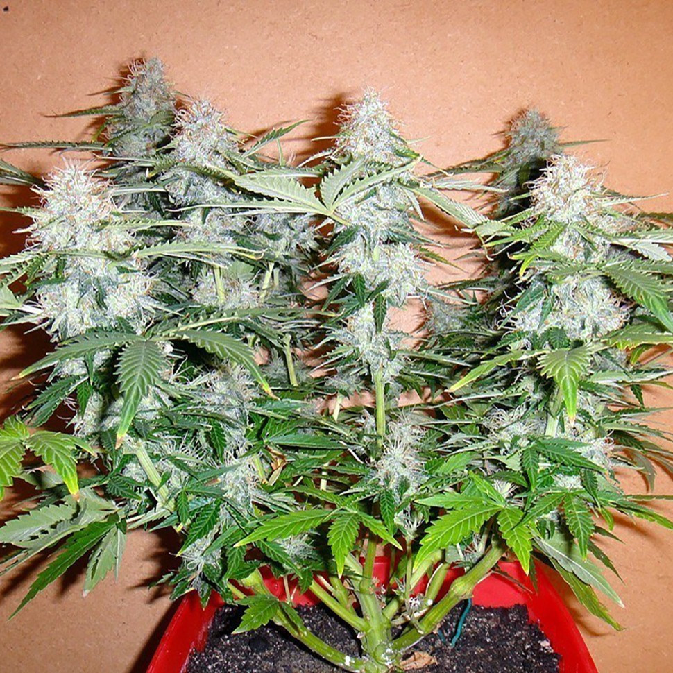 Семена ганжа Auto Alakol feminised Bang Seeds