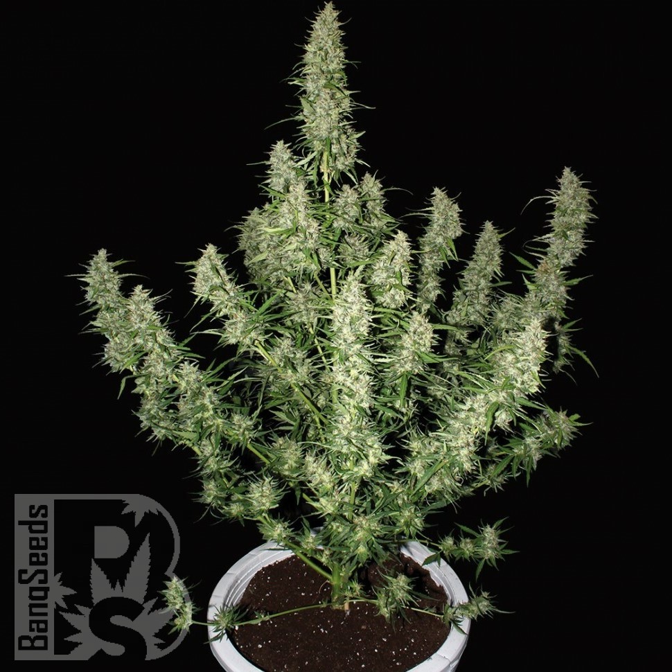 Семена ганжа Auto Alakol feminised Bang Seeds Семена ганжа Auto Alakol feminised Bang Seeds