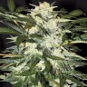 Семена ганжа Auto Alakol feminised Bang Seeds Семена ганжа Auto Alakol feminised Bang Seeds