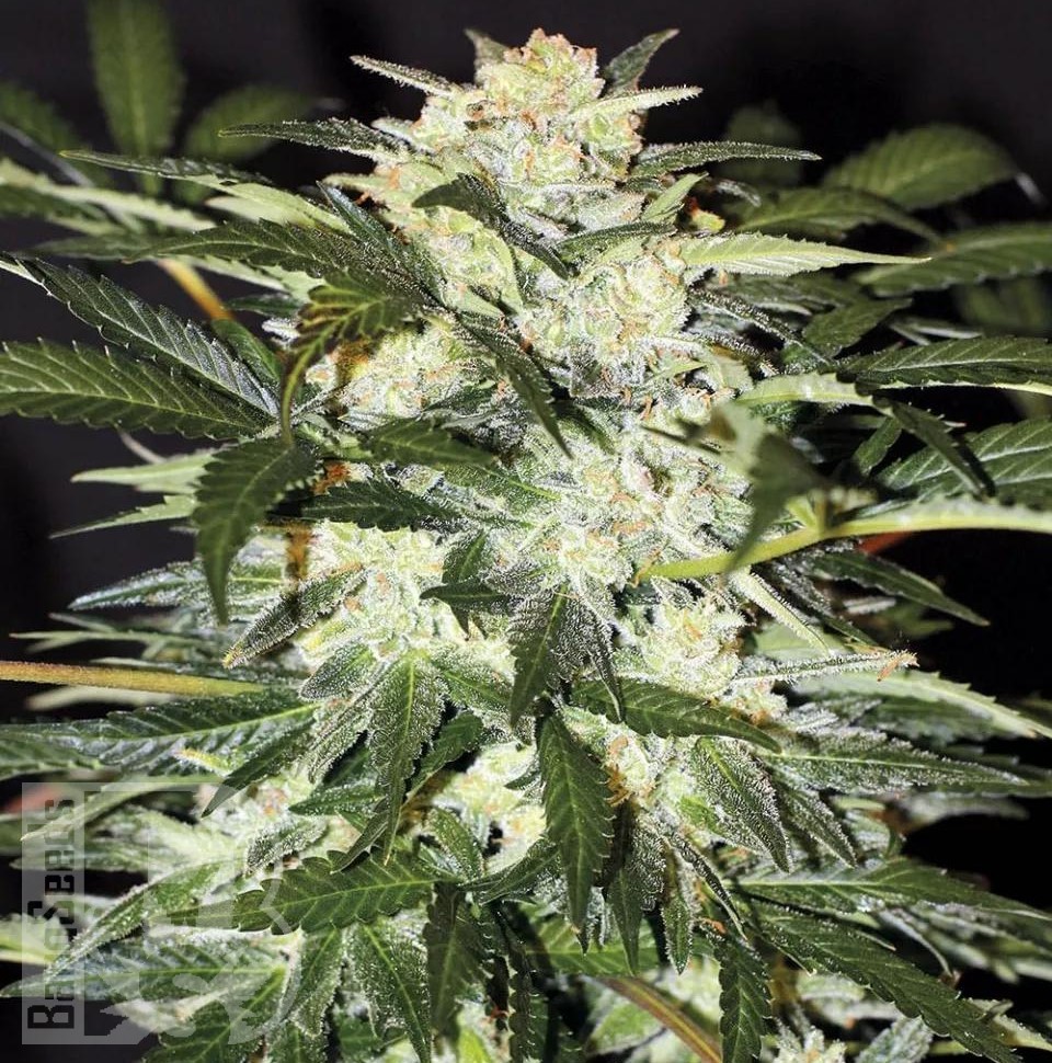 Семена ганжа Auto Alakol feminised Bang Seeds Семена ганжа Auto Alakol feminised Bang Seeds