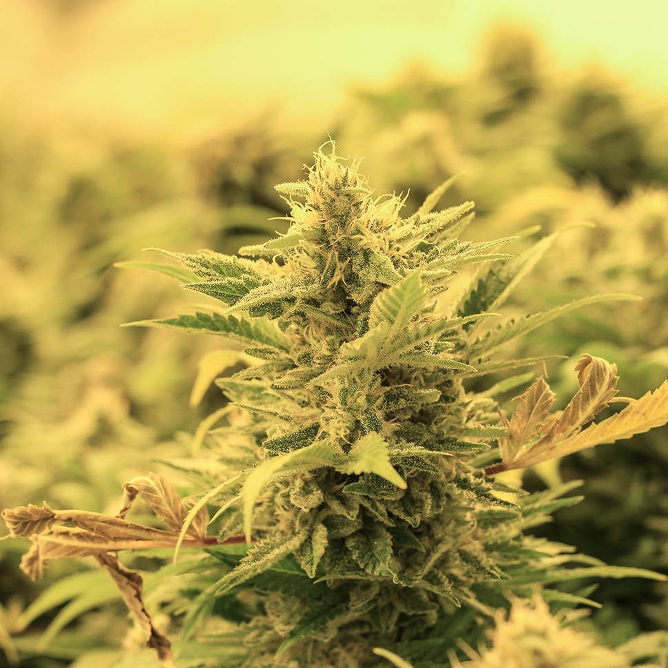 купить семена конопли с доставкой Karakum feminised купить семена конопли с доставкой Karakum feminised