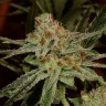 купить мощные семена конопли Karakum feminised купить мощные семена конопли Karakum feminised