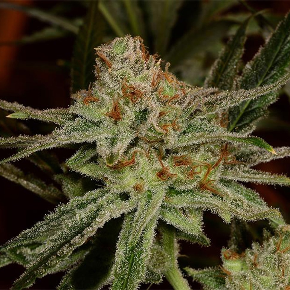 Семена каннабиса Karakum feminised Bang Seeds