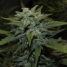 Семена каннабиса Karakum feminised Bang Seeds Семена каннабиса Karakum feminised Bang Seeds