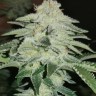 Семена каннабиса Karakum feminised Bang Seeds Семена каннабиса Karakum feminised Bang Seeds