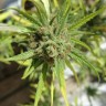 Семена марихуаны Auto Killer Kush feminised Ganja Seeds Семена марихуаны Auto Killer Kush feminised Ganja Seeds