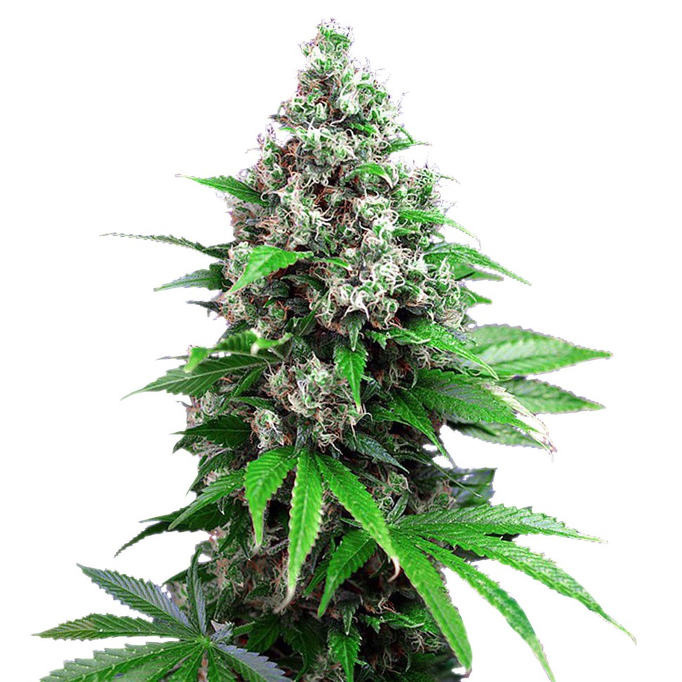 Семена марихуаны Auto Killer Kush feminised Ganja Seeds