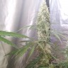 Купить семена Auto Green Crack CBD feminised Ganja Seeds Купить семена Auto Green Crack CBD feminised Ganja Seeds