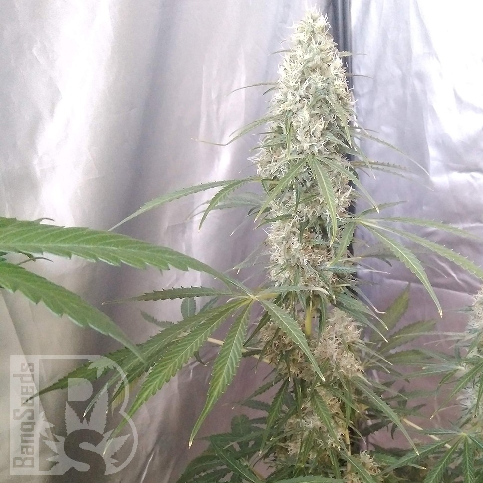 Купить семена Auto Green Crack CBD feminised Ganja Seeds Купить семена Auto Green Crack CBD feminised Ganja Seeds