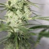 Заказать семена Auto Green Crack CBD feminised Ganja Seeds Заказать семена Auto Green Crack CBD feminised Ganja Seeds