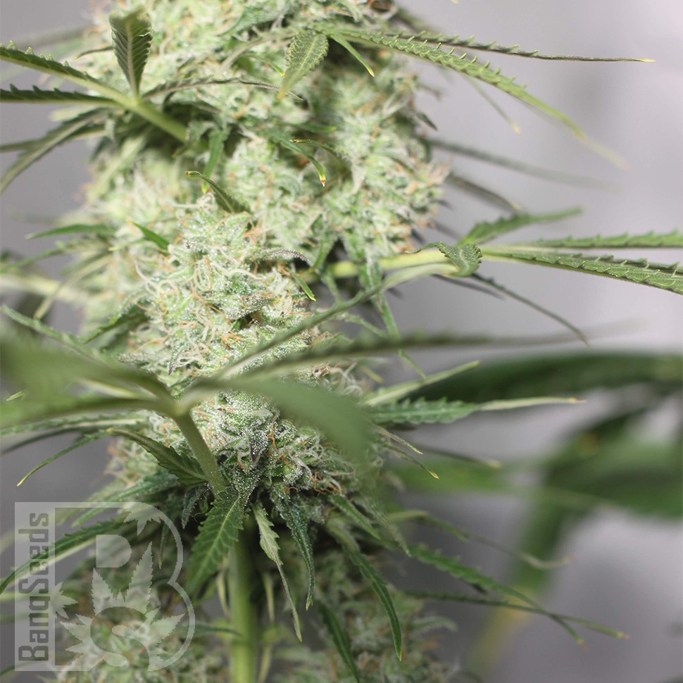 Заказать семена Auto Green Crack CBD feminised Ganja Seeds Заказать семена Auto Green Crack CBD feminised Ganja Seeds