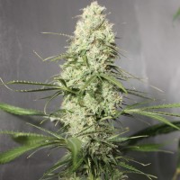 Auto Green Crack CBD feminised Ganja Seeds