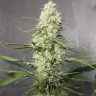 Купить Auto Green Crack CBD feminised Ganja Seeds Купить Auto Green Crack CBD feminised Ganja Seeds