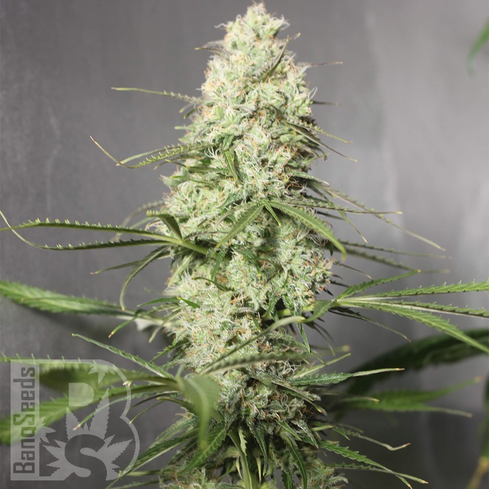 Семена Auto Green Crack CBD feminised Ganja Seeds