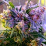 Galaxy feminised Ganja Seeds Galaxy feminised Ganja Seeds