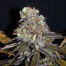 Galaxy feminised Ganja Seeds Galaxy feminised Ganja Seeds