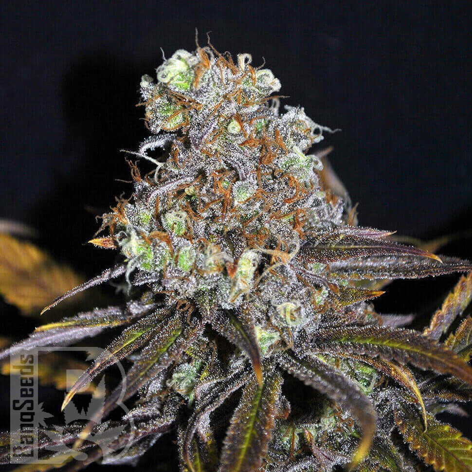 Galaxy feminised Ganja Seeds Galaxy feminised Ganja Seeds