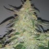 Galaxy feminised Ganja Seeds Galaxy feminised Ganja Seeds