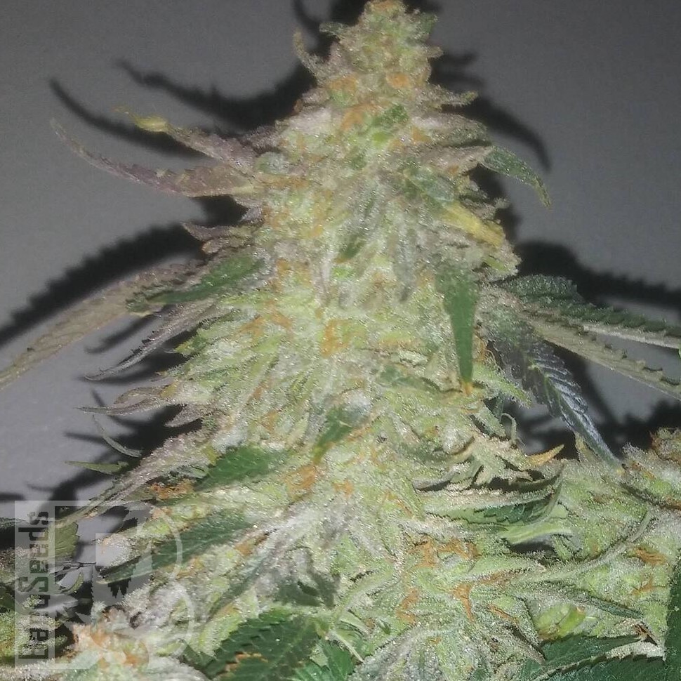 Galaxy feminised Ganja Seeds Galaxy feminised Ganja Seeds