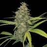 Galaxy feminised Ganja Seeds Galaxy feminised Ganja Seeds