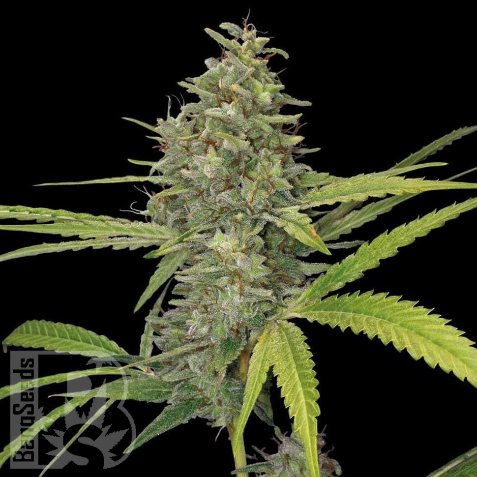 Galaxy feminised Ganja Seeds Galaxy feminised Ganja Seeds