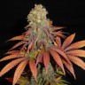 Galaxy feminised Ganja Seeds Galaxy feminised Ganja Seeds