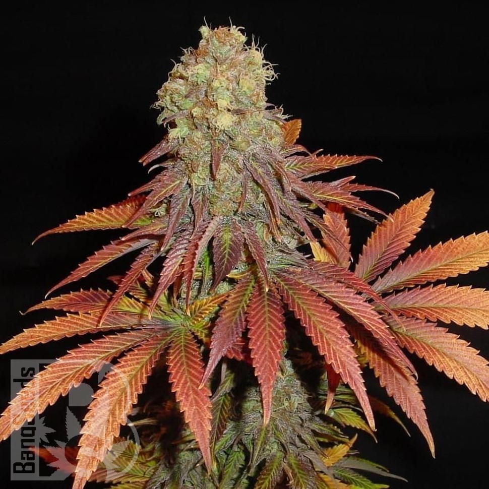 Galaxy feminised Ganja Seeds Galaxy feminised Ganja Seeds