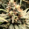 Семена Семена Mandarine feminised Ganja Seeds Семена Семена Mandarine feminised Ganja Seeds