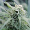 купить семена конопли дешево Water Lilly feminised купить семена конопли дешево Water Lilly feminised
