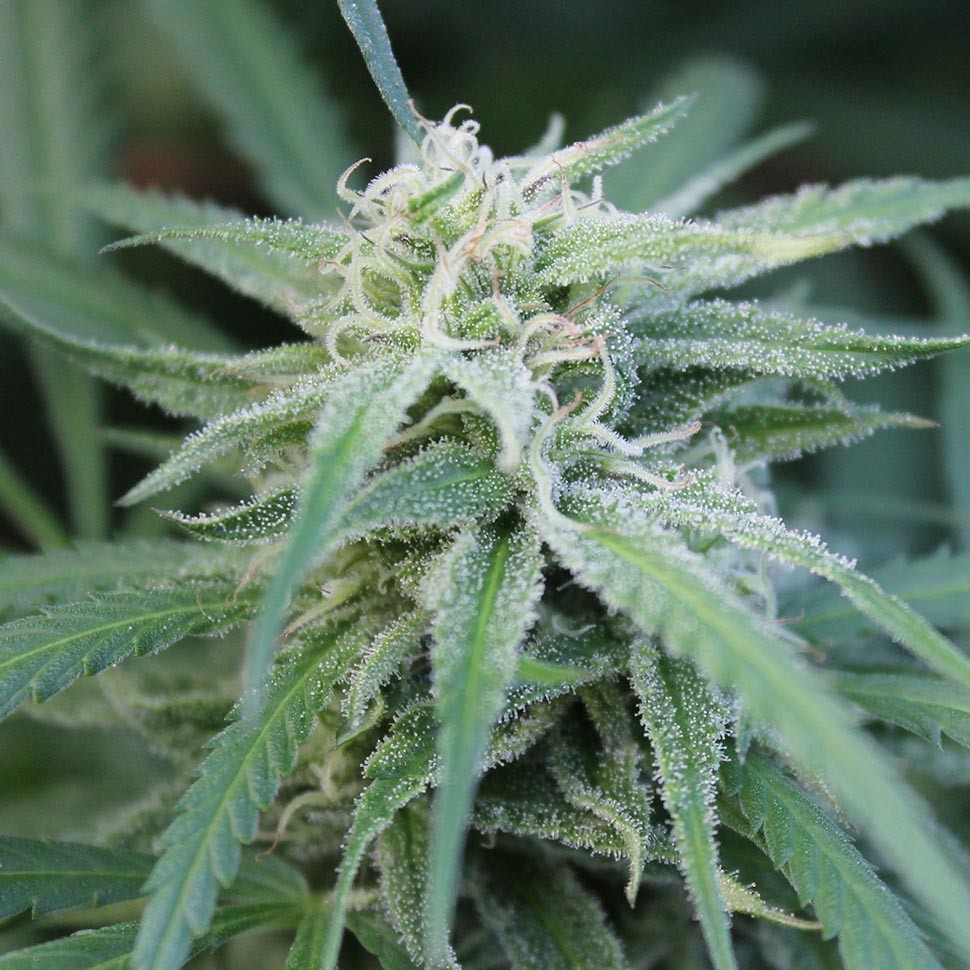 купить семена конопли феминизированные Water Lilly feminised купить семена конопли феминизированные Water Lilly feminised