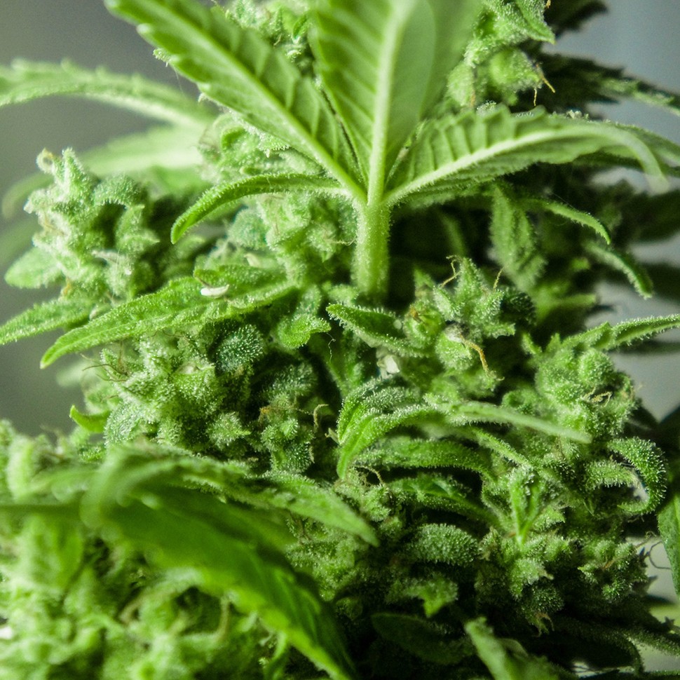 продажа семян конопли Auto Altay feminised продажа семян конопли Auto Altay feminised