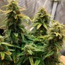 Семена Auto Altay feminised Bang Seeds Семена Auto Altay feminised Bang Seeds