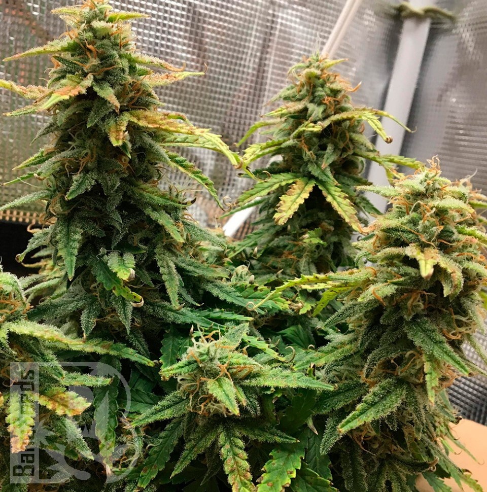Семена Auto Altay feminised Bang Seeds Семена Auto Altay feminised Bang Seeds