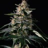 Семена Auto Altay feminised Bang Seeds Семена Auto Altay feminised Bang Seeds