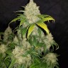 Семена Auto Altay feminised Bang Seeds Семена Auto Altay feminised Bang Seeds