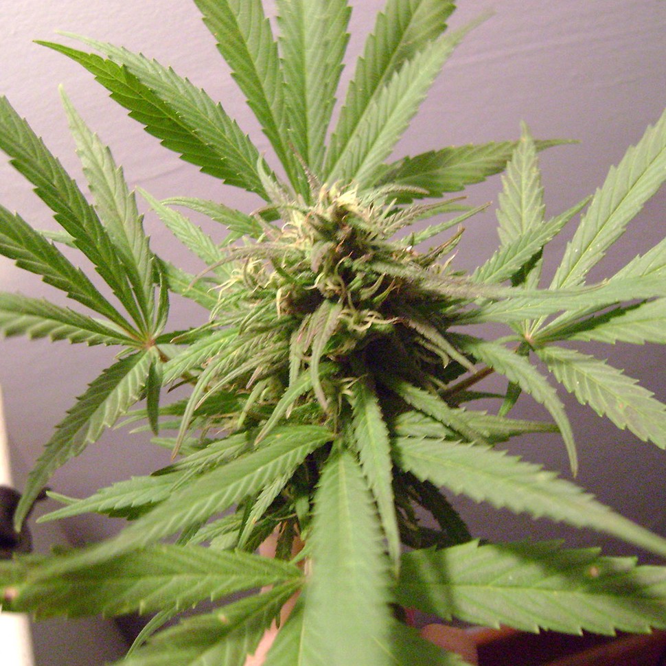 семена конопли скороспелый купить Karasora feminised семена конопли скороспелый купить Karasora feminised