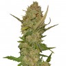 Семена Karasora feminised Bang Seeds Семена Karasora feminised Bang Seeds