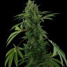 Семена Karasora feminised Bang Seeds Семена Karasora feminised Bang Seeds