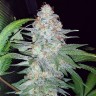 Семена Karasora feminised Bang Seeds Семена Karasora feminised Bang Seeds