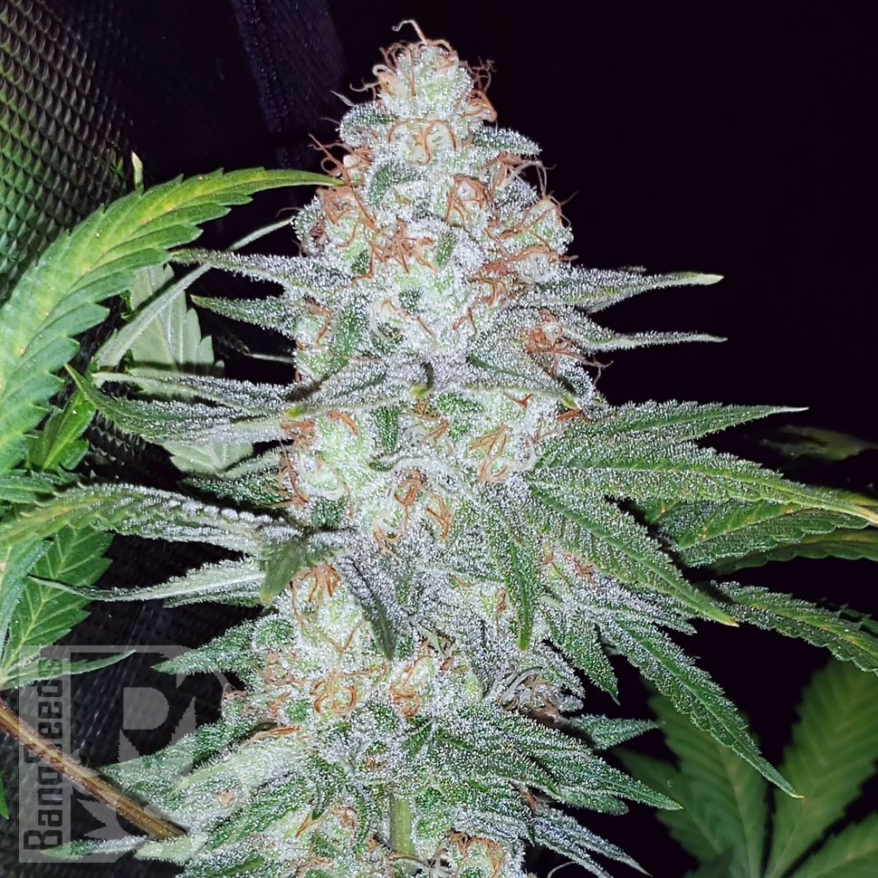Семена Karasora feminised Bang Seeds Семена Karasora feminised Bang Seeds