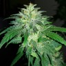 Семена конопли Auto Bubba Kush feminised Ganja Seeds Семена конопли Auto Bubba Kush feminised Ganja Seeds