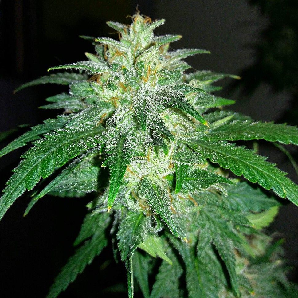 Семена каннабиса Auto Bubba Kush feminised Ganja Seeds
