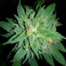 Семена марихуаны Auto Bubba Kush feminised Ganja Seeds Семена марихуаны Auto Bubba Kush feminised Ganja Seeds