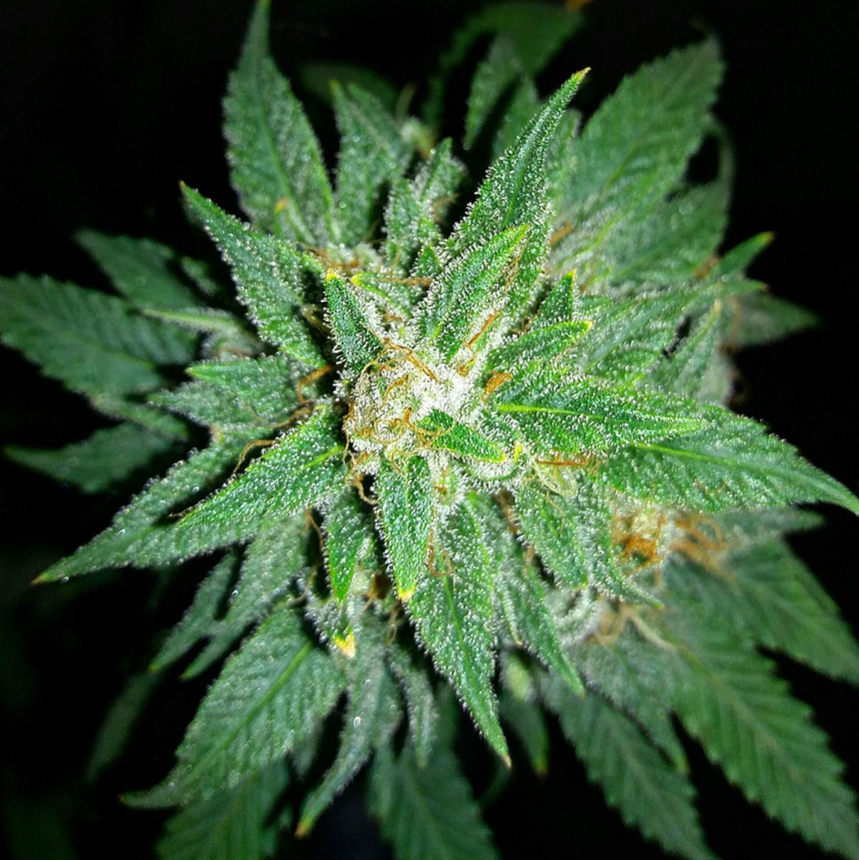 Семена марихуаны Auto Bubba Kush feminised Ganja Seeds Семена марихуаны Auto Bubba Kush feminised Ganja Seeds