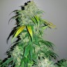 Семена каннабиса Auto Bubba Kush feminised Ganja Seeds Семена каннабиса Auto Bubba Kush feminised Ganja Seeds