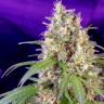 Семена конопли Auto Crystal Candy feminised Ganja Seeds Семена конопли Auto Crystal Candy feminised Ganja Seeds