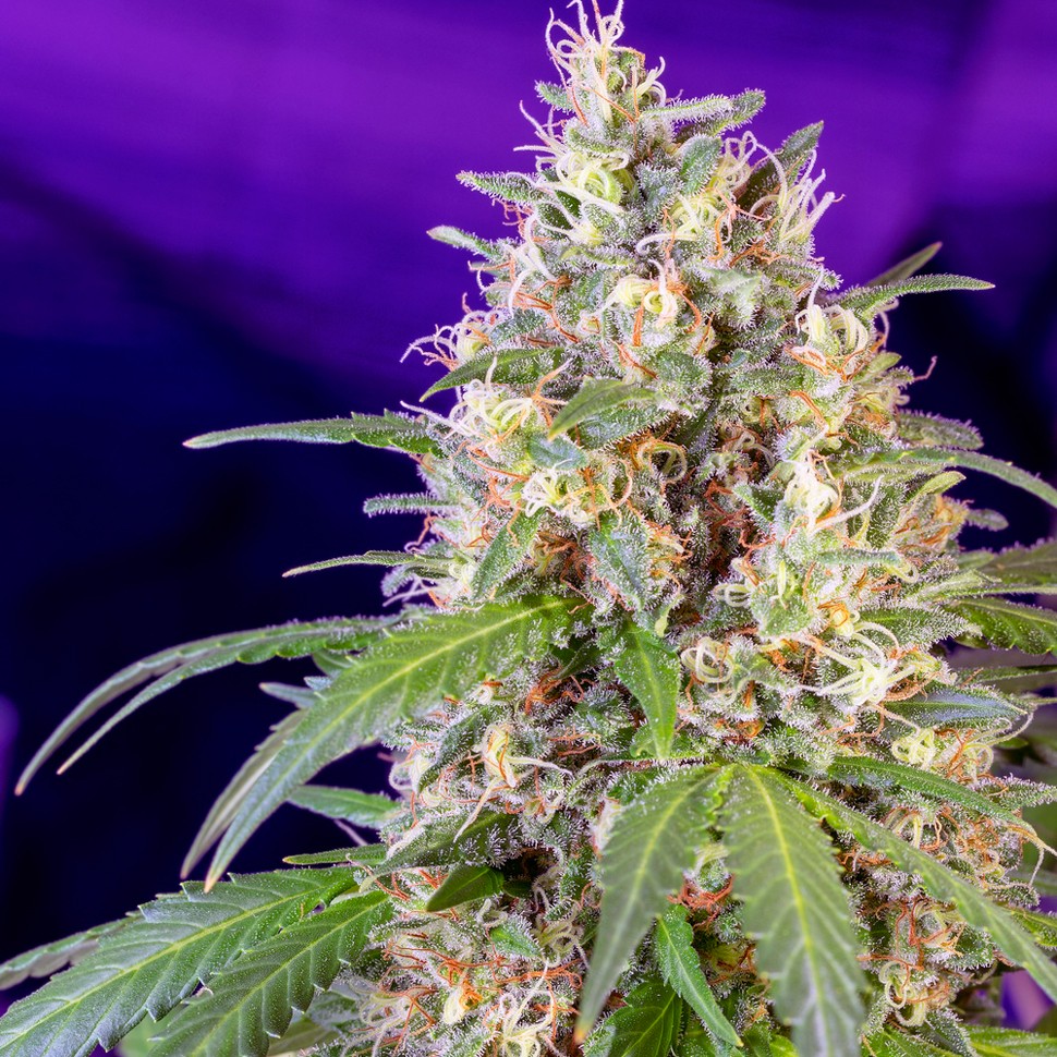 Семена Auto Crystal Candy feminised Ganja Seeds