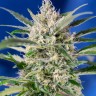 Семена каннабиса Auto Crystal Candy feminised Ganja Seeds Семена каннабиса Auto Crystal Candy feminised Ganja Seeds