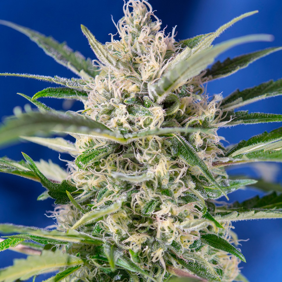Семена каннабиса Auto Crystal Candy feminised Ganja Seeds Семена каннабиса Auto Crystal Candy feminised Ganja Seeds