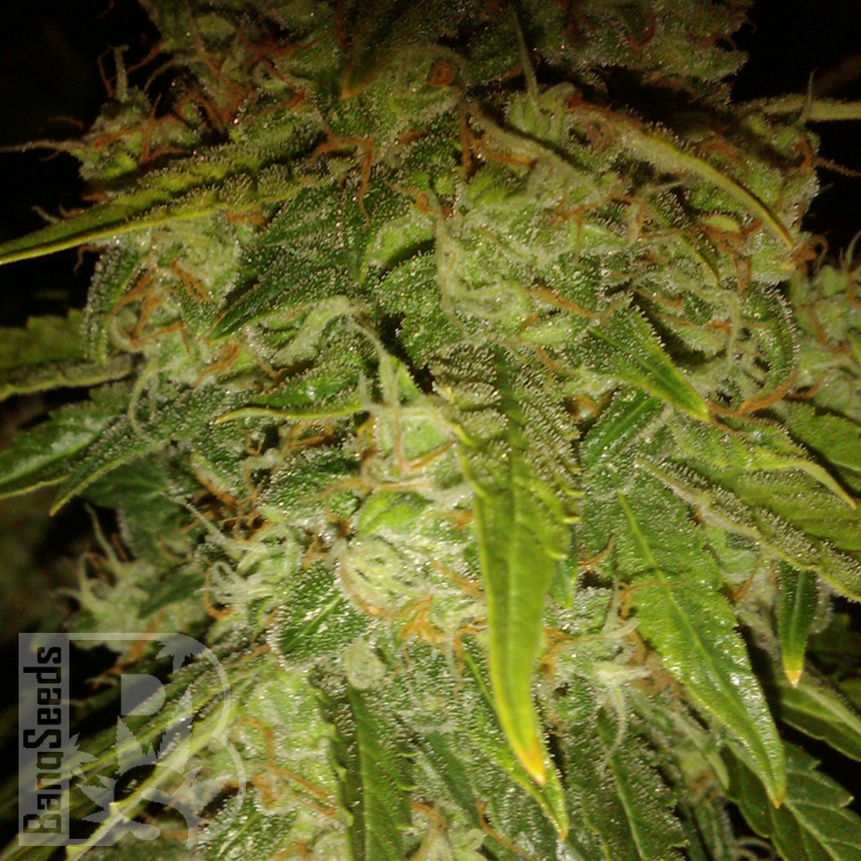 Семена недорого Auto Himalaya Blue Diesel feminised Ganja Seeds Семена недорого Auto Himalaya Blue Diesel feminised Ganja Seeds
